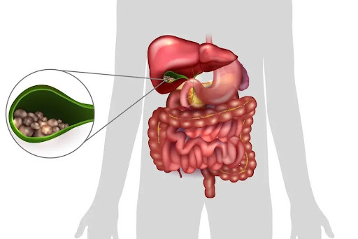 a diagram of a human digestive system